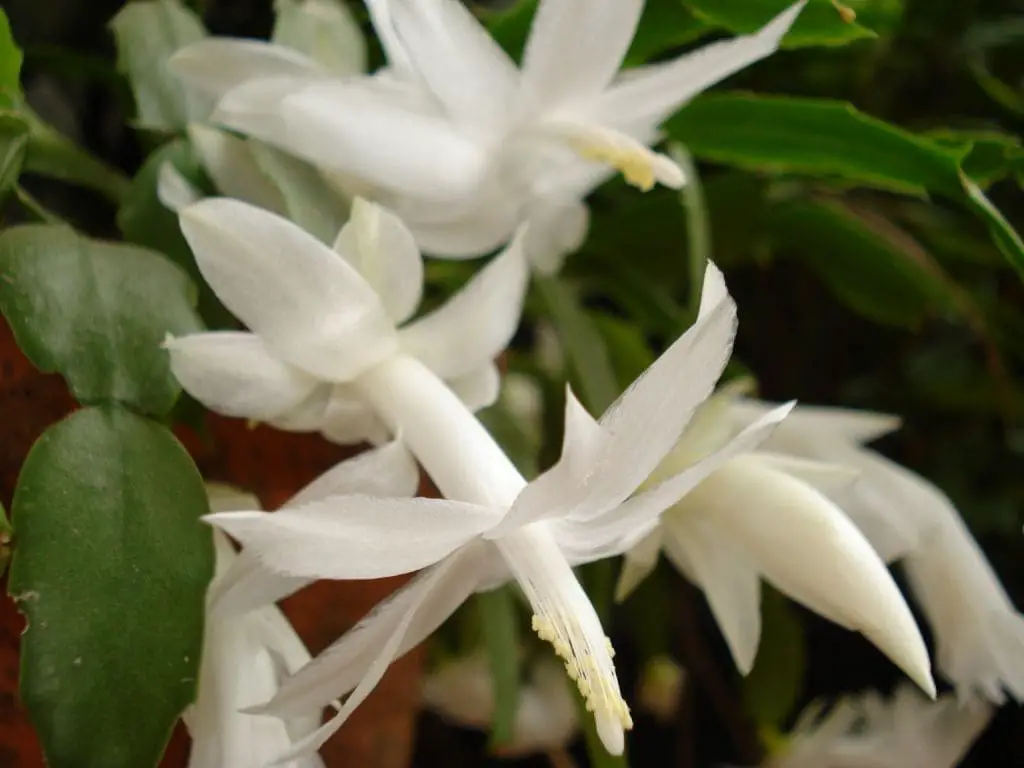 flor-de-maio branca