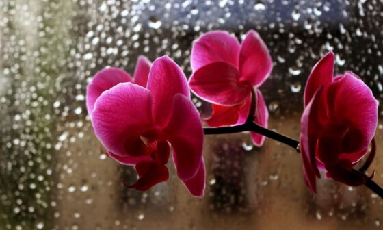 orquídeas na chuva
