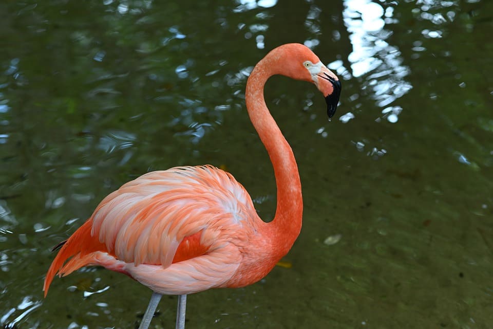 flamingo anturios