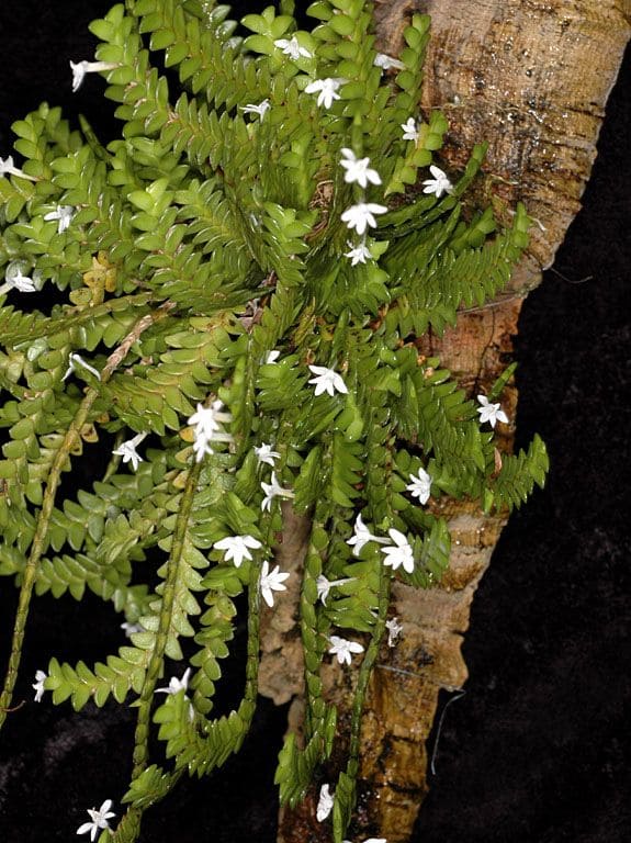 Angraecum distichum na placa de madeira