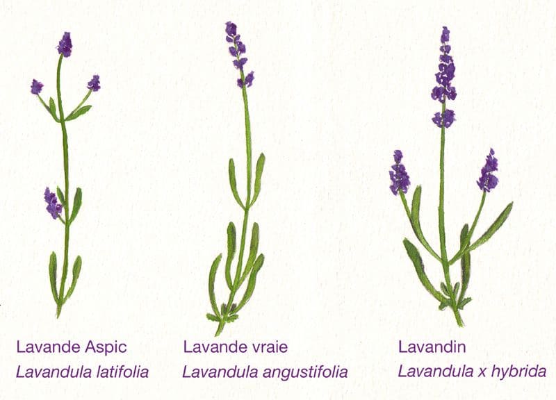 Lavanda: Como Cultivar, 5 Principais Tipos E Benefícios