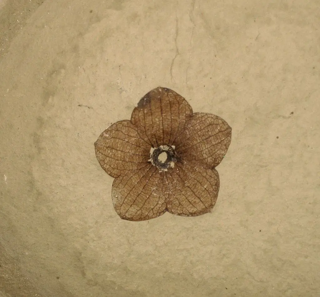 Fóssil de Florissantia quilchenensis