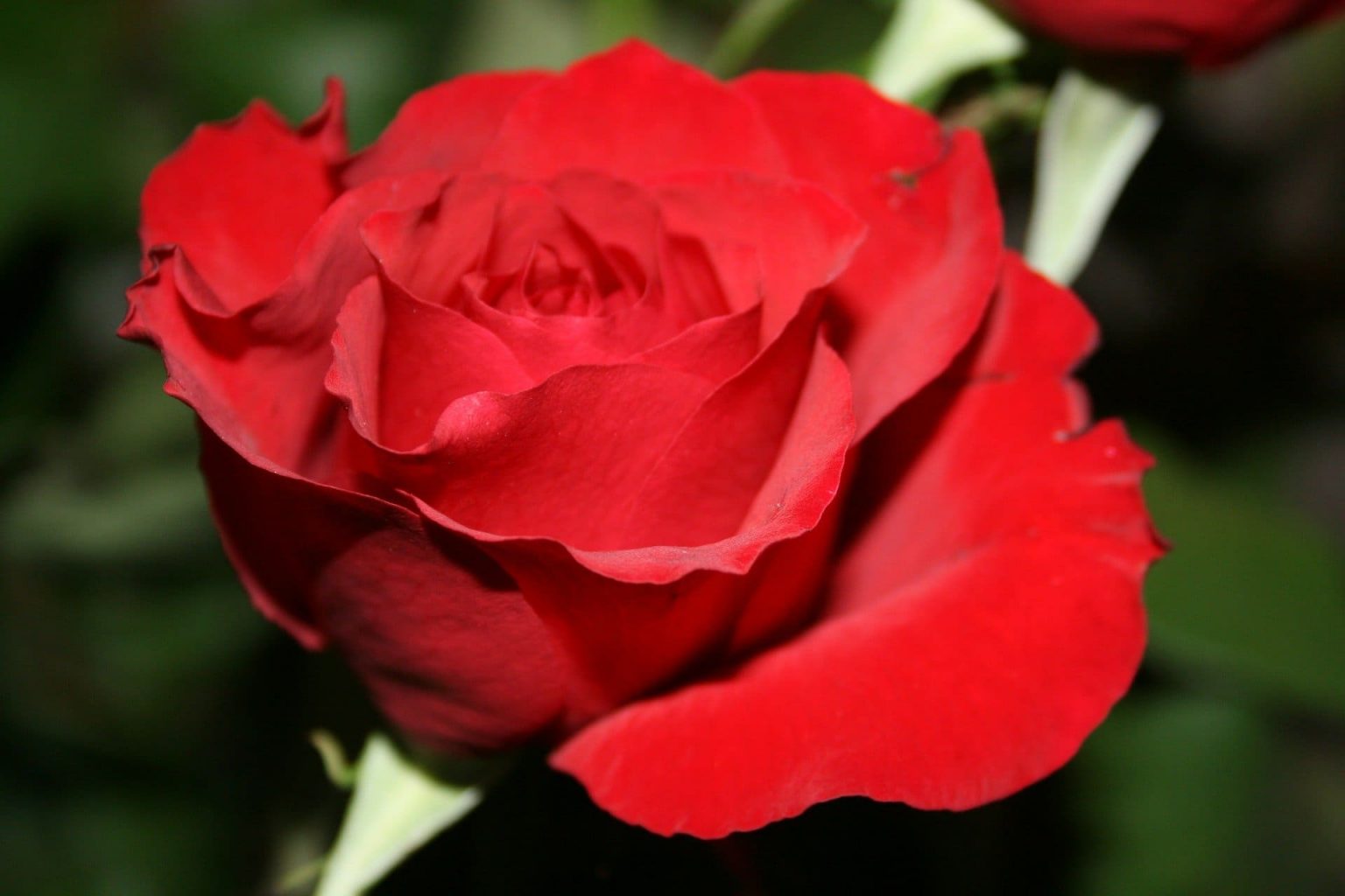 Rosas: Tudo Sobre Cultivo, Tipos, Cores, Como Fazer A Poda