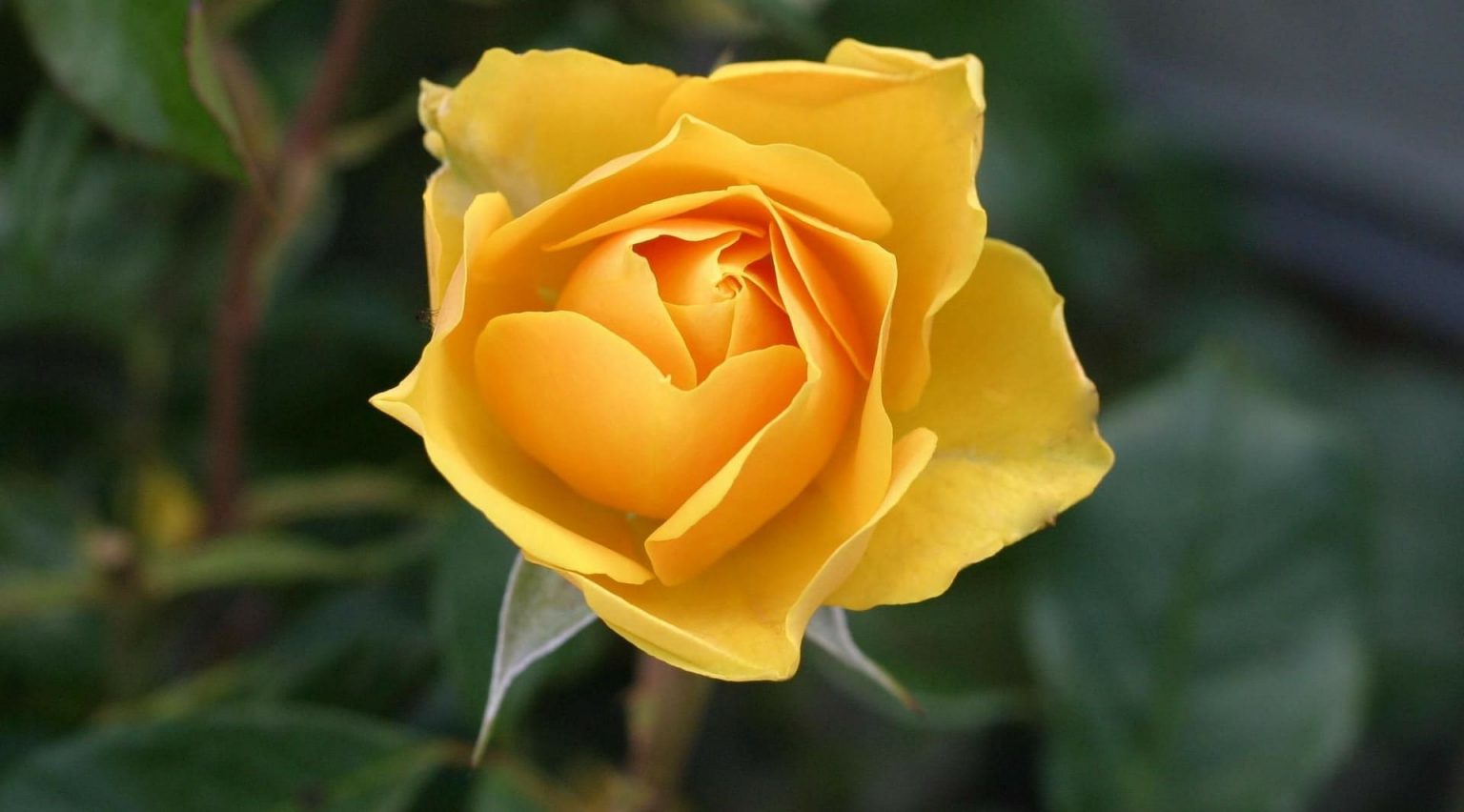 Rosas: Tudo Sobre Cultivo, Tipos, Cores, Como Fazer A Poda