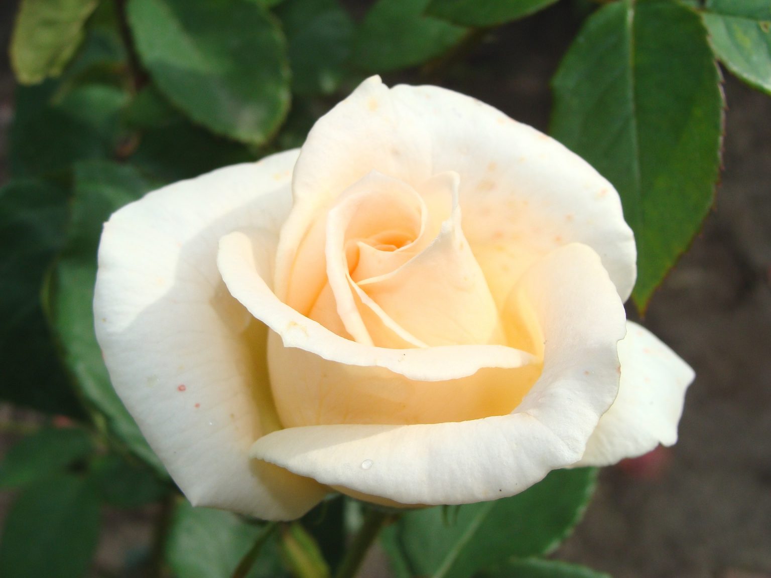 Rosas: Tudo Sobre Cultivo, Tipos, Cores, Como Fazer A Poda