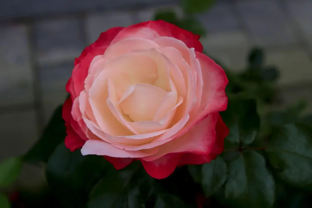 rosa mesclada, branco com vermelho