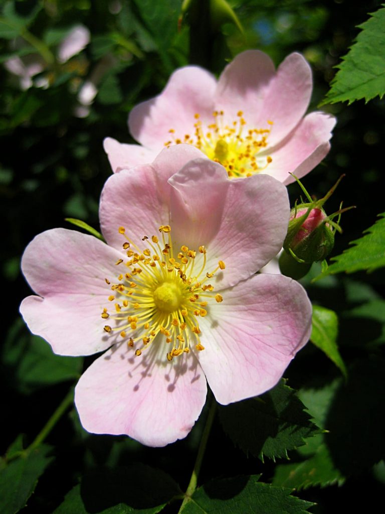 Rosas: Tudo Sobre Cultivo, Tipos, Cores, Como Fazer A Poda