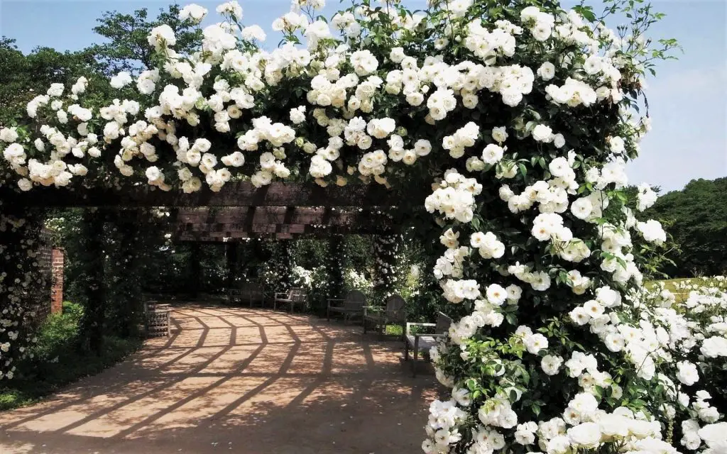 rosas brancas trepadeiras