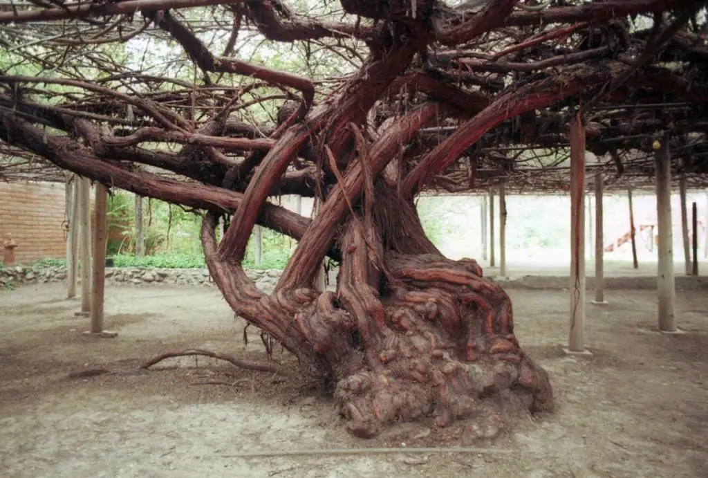 tronco roseira de 130 anos