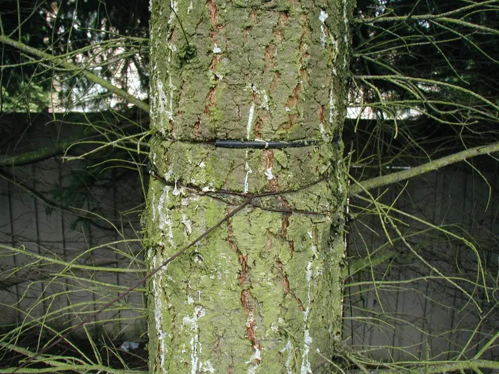 representação da planta jiboia esmagando árvore