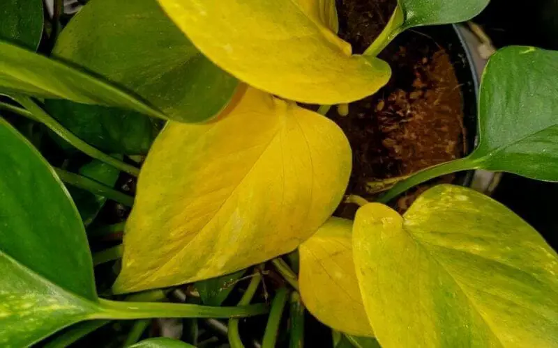 folhas amarelas jiboia