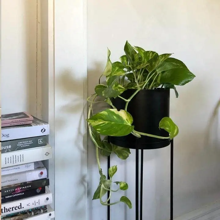 planta jiboia dentro de casa em um suporte