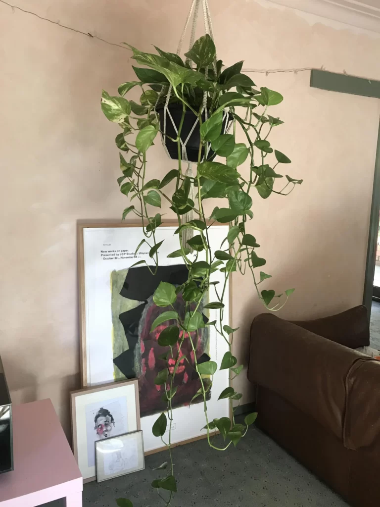 Planta jiboia pendurada na sala