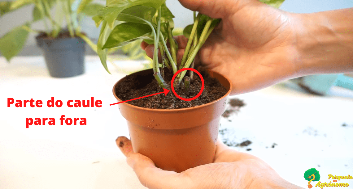 Como-Plantar-Jiboia-Na-Terra – JSBY