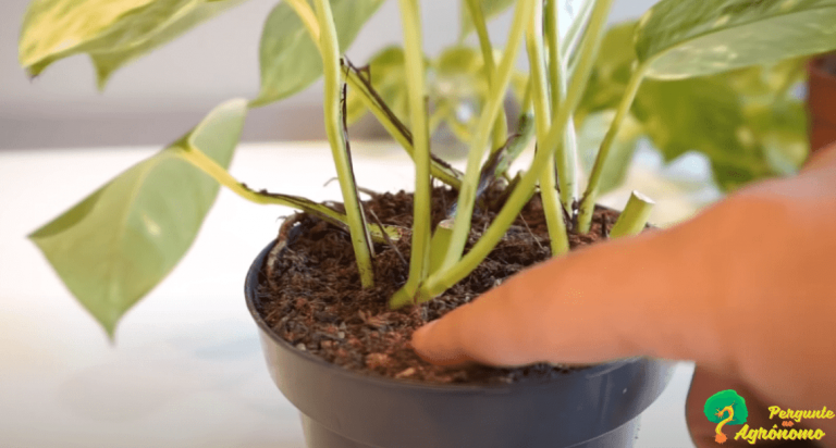 Planta Jiboia: 4 Problemas comuns e Tudo sobre o cultivo