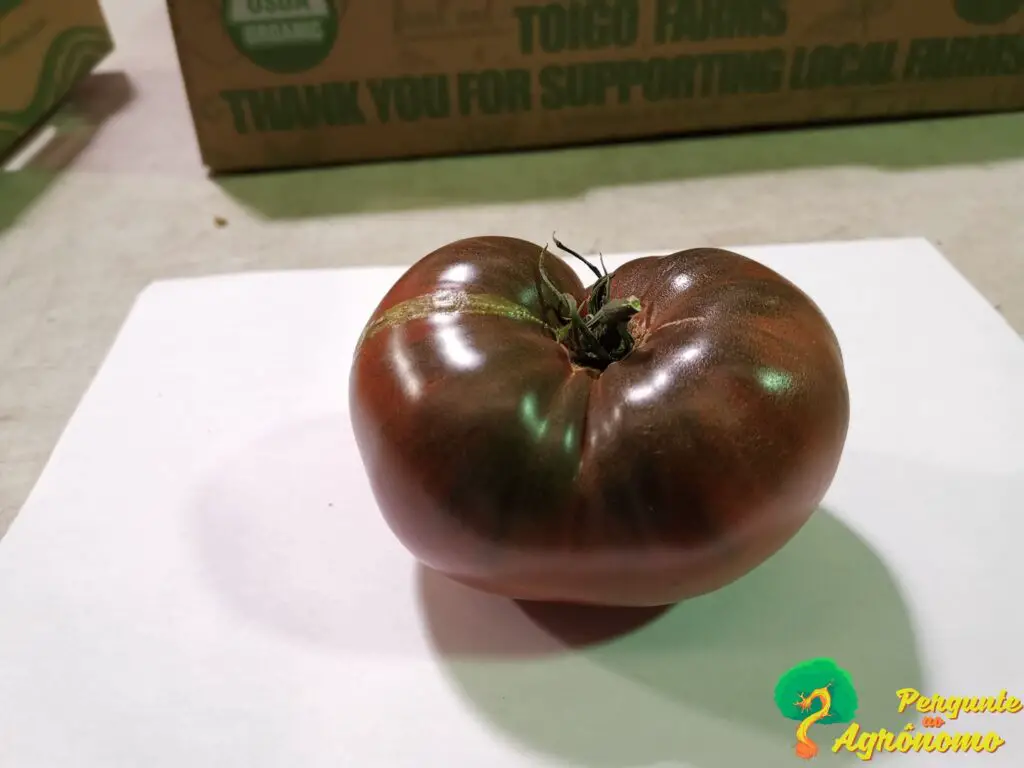 Tomate "Cheroke Purple"