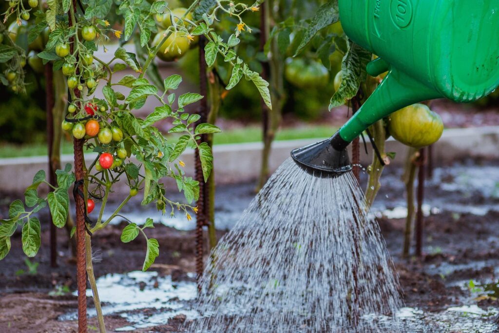 irrigação tomate