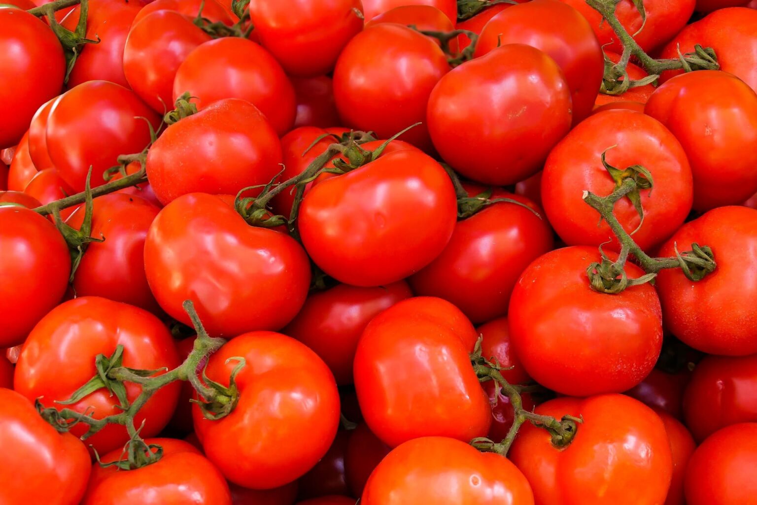 Como cultivar tomates: Conheça 5 espécies incomuns