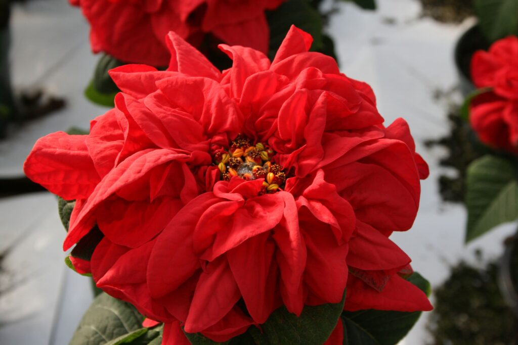 Poinsetia Winter Rose Dark Red 
