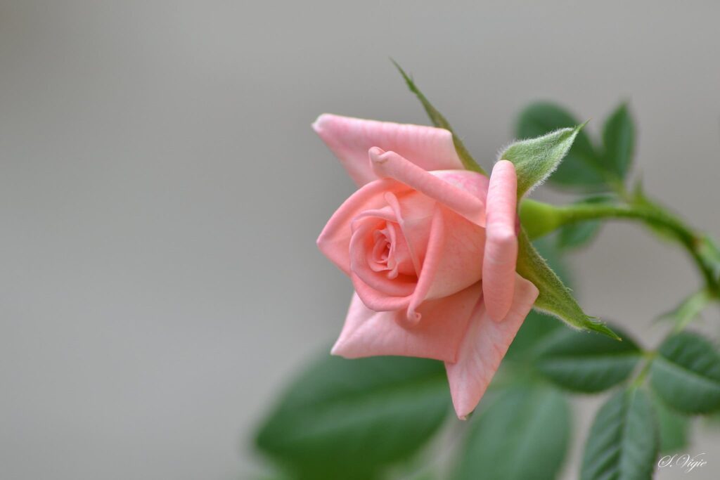 Pink Miniature Rose Svetty