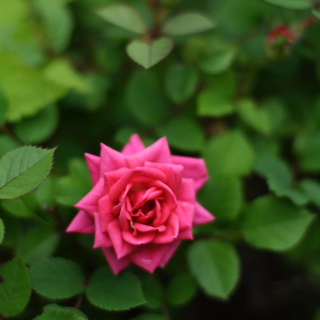 Pink Miniature Rose mamako7070