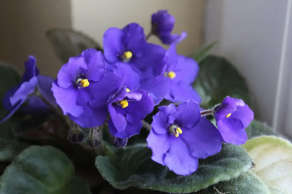 Plantas para alérgicos: Violetas