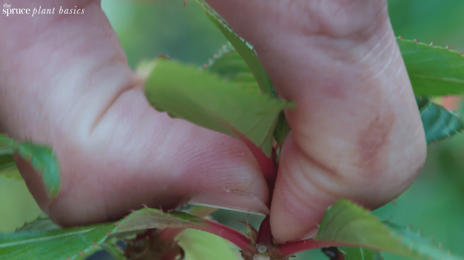 22 Tipos Da Planta Beijinho E Como Cultivar