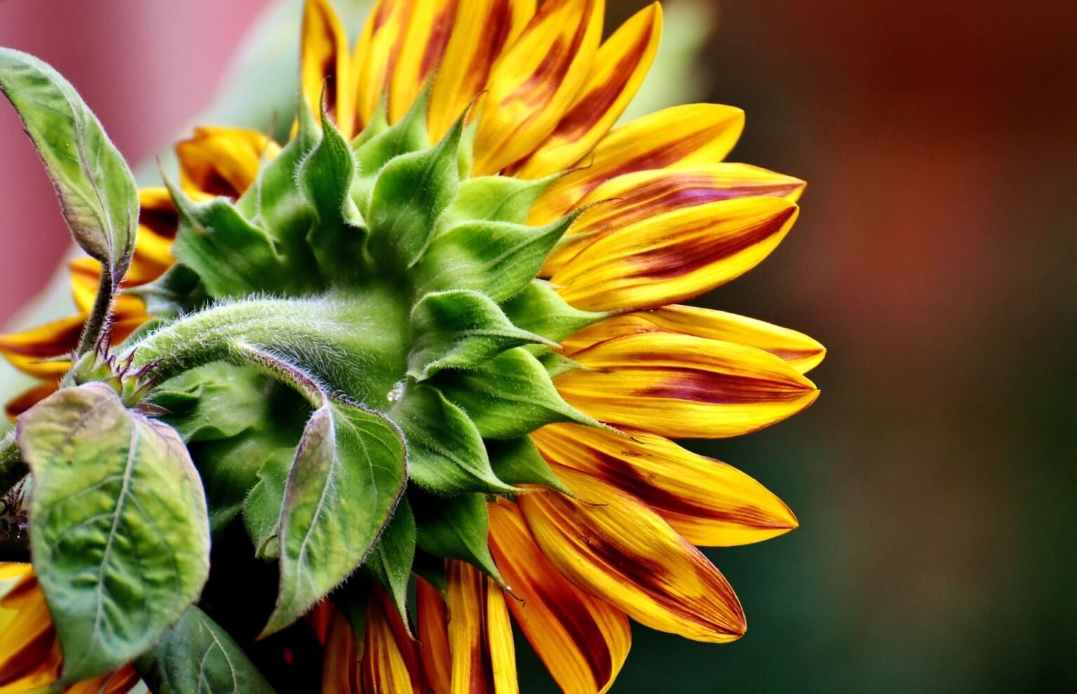 Girassol: Benefícios, Curiosidades E Dicas De Cultivo