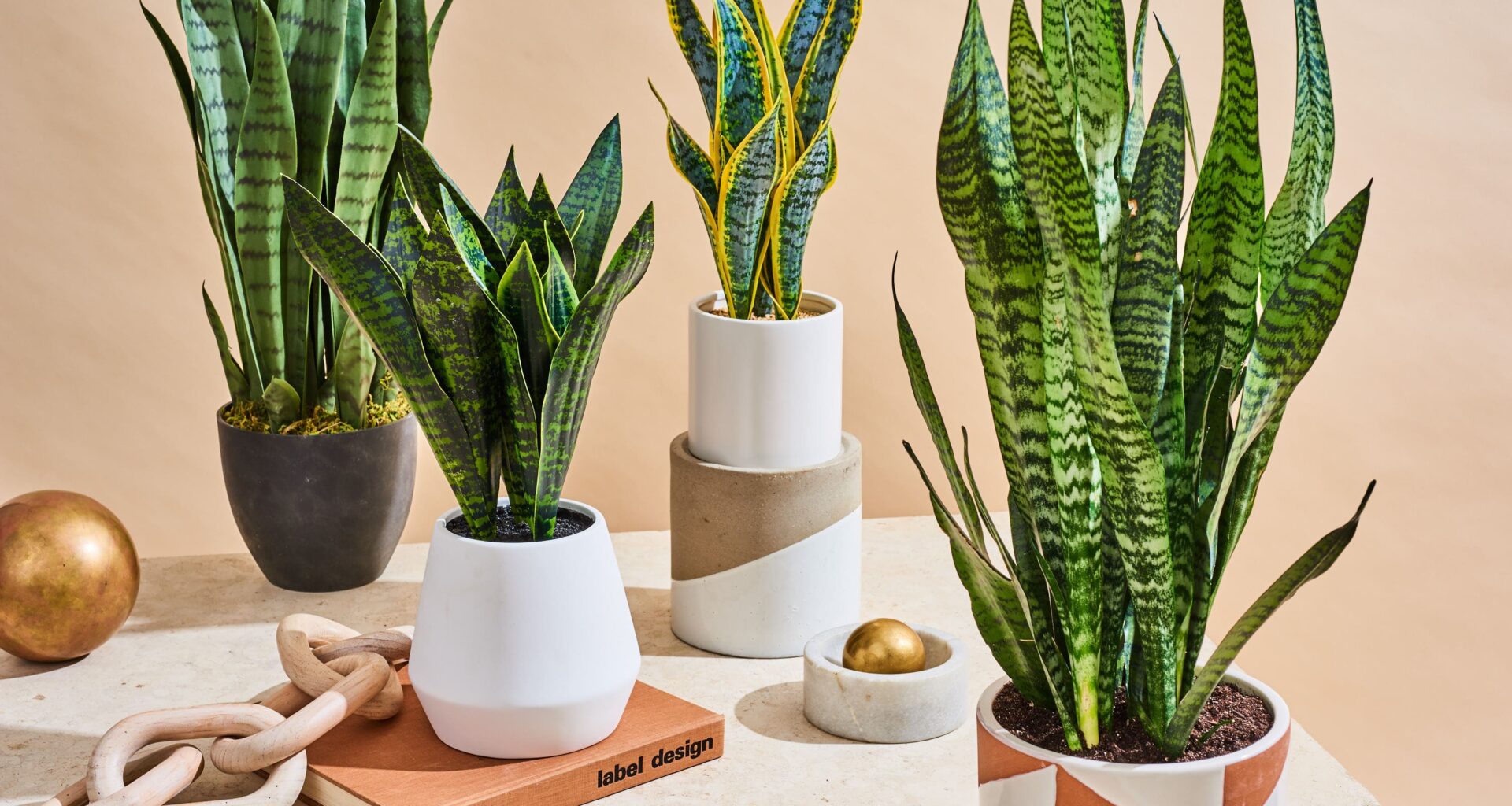 AT Snake Plants lead Apartment Therapy