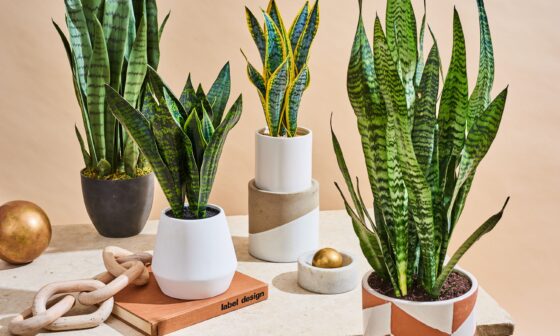 AT Snake Plants lead Apartment Therapy