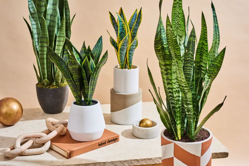 AT Snake Plants lead Apartment Therapy scaled