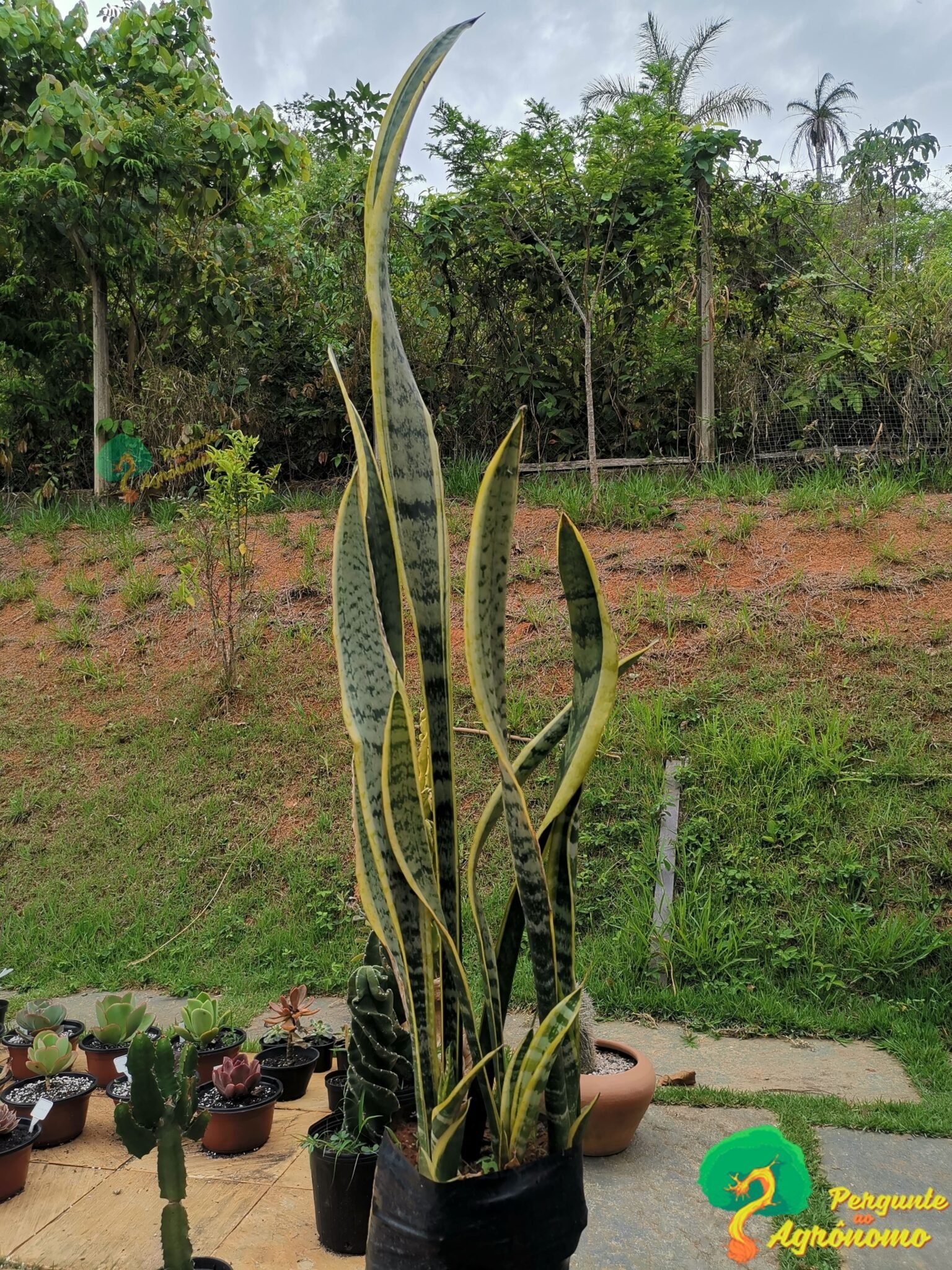 Espada-de-são-Jorge: 20 Ideias Para Uso E Tudo Sobre Cultivo