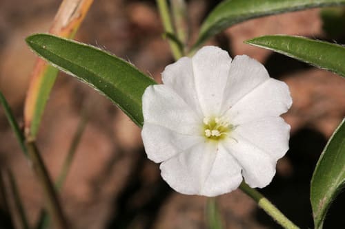 Detalhe da flor branca da Evolvulus sericeus