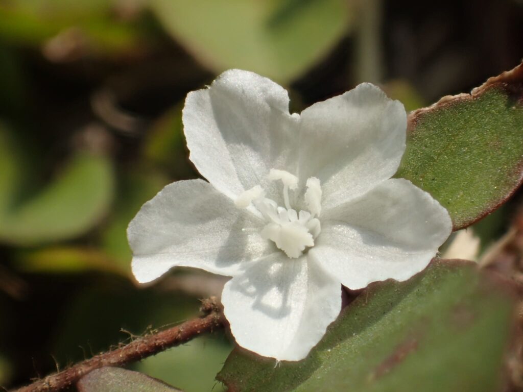Como cultivar Azulzinha: 9 Tipos e Ideias para seu Jardim 18 Evolvulus nummularius com uma flor branca e com os estames aparecendo