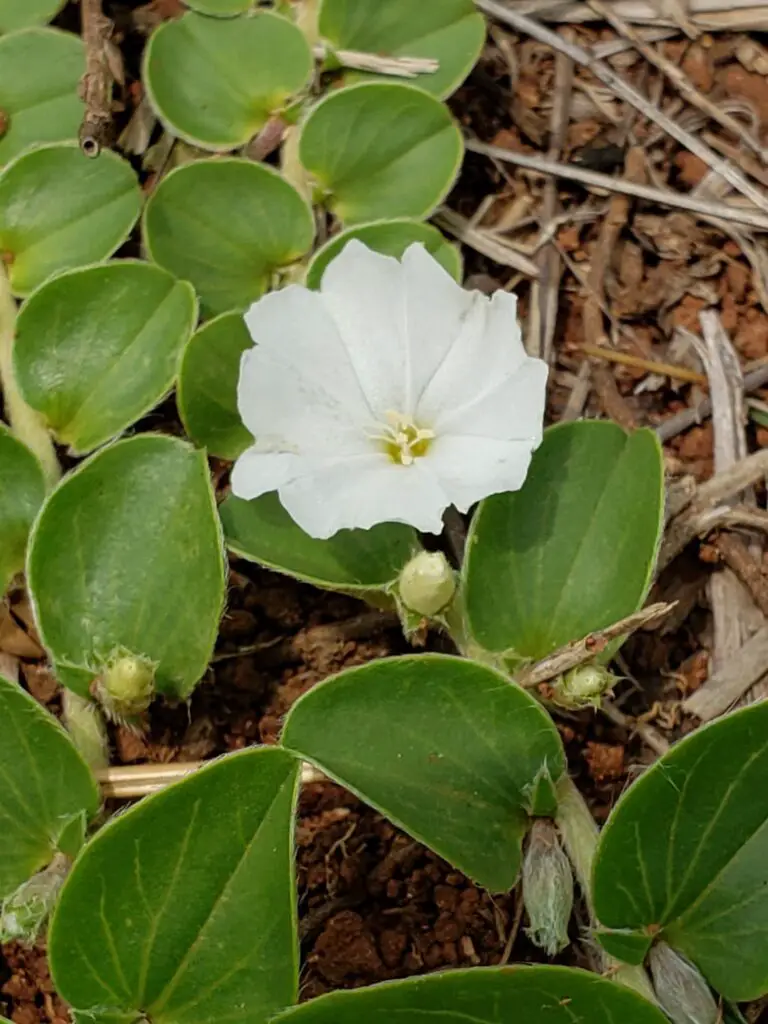 Evolvulus prostratus com uma flor branca 