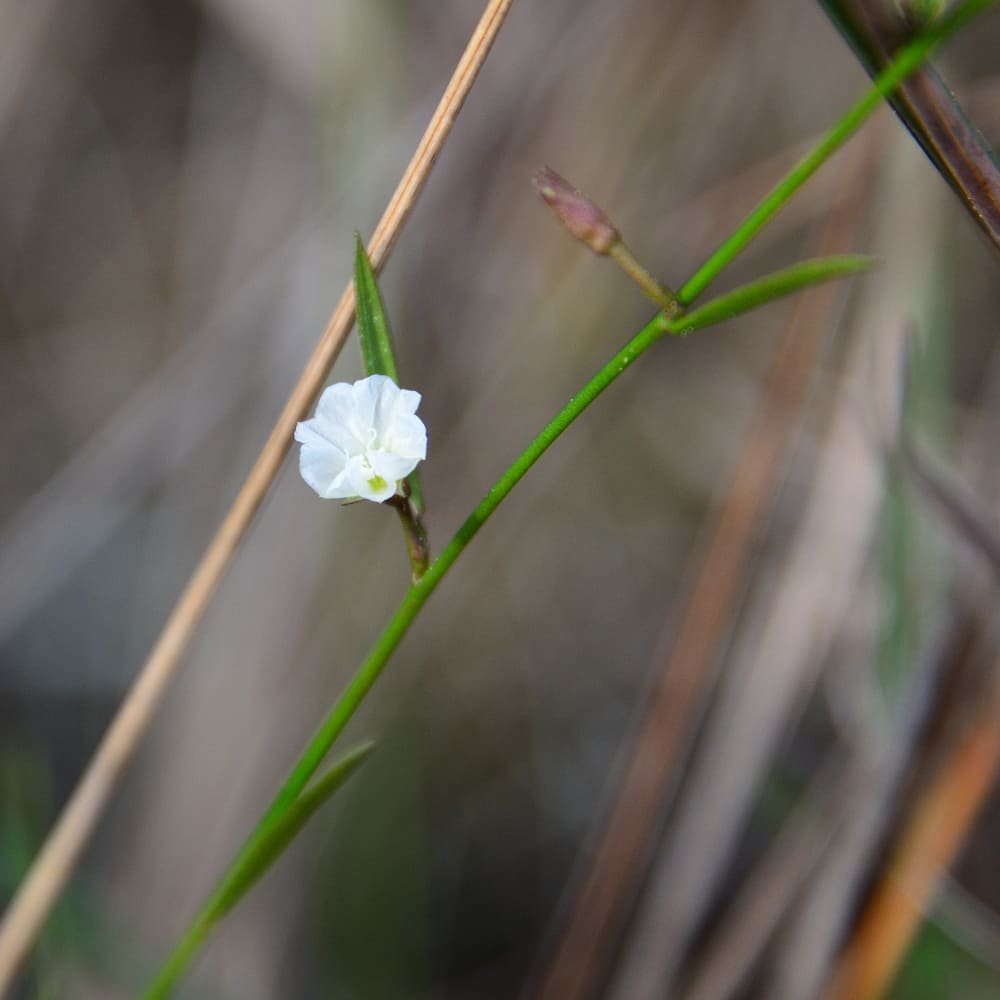 Evolvulus sericeus com flor única de cor branca