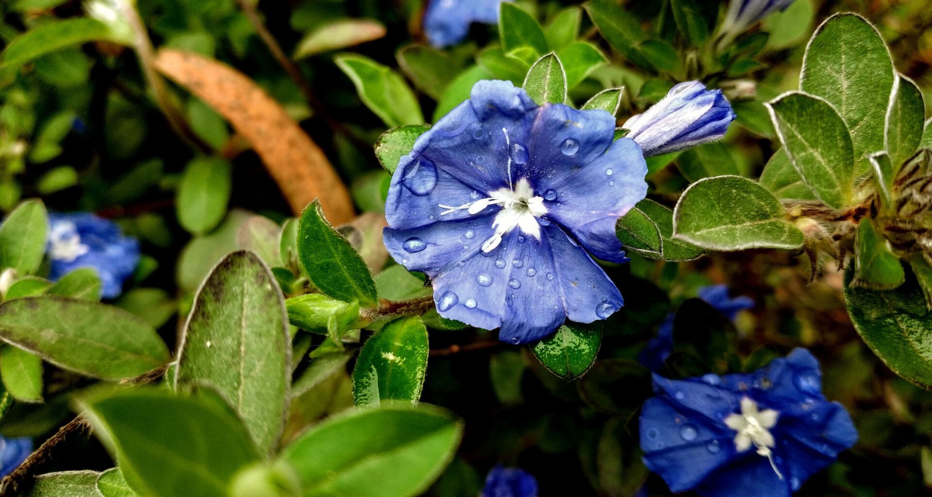 flor da azulzinha