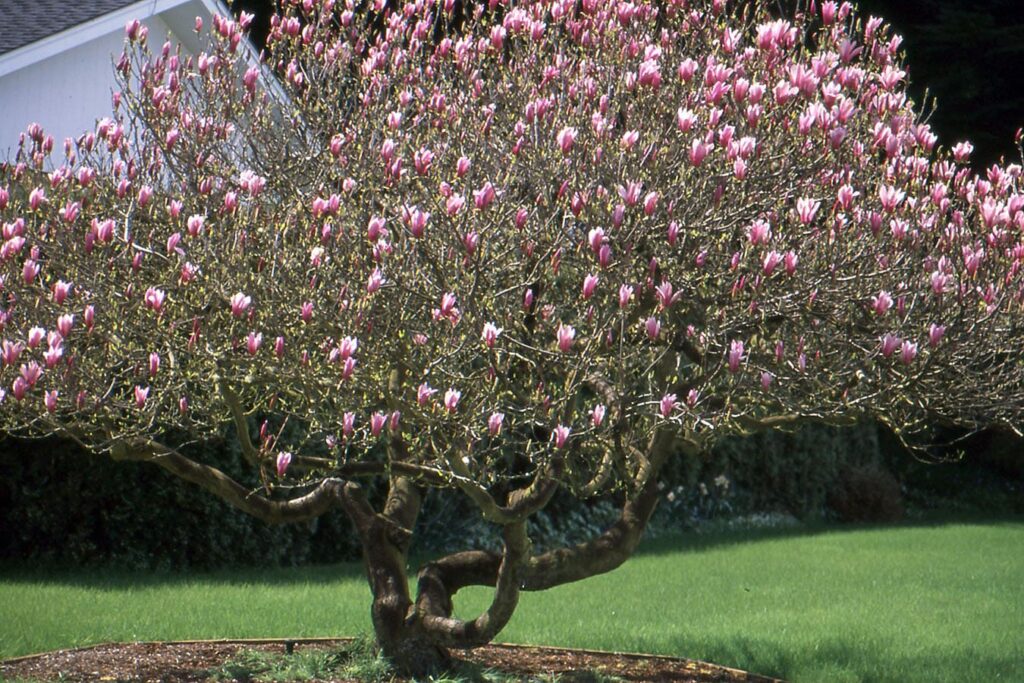 Magnolia liliflora grande no quintal