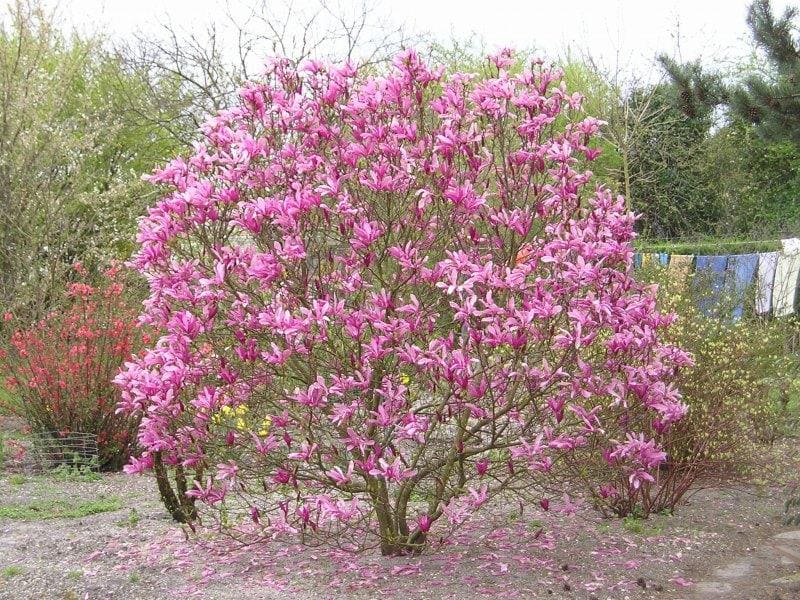 Como Cultivar Magnolia Liliflora: 5 Fatores Essenciais
