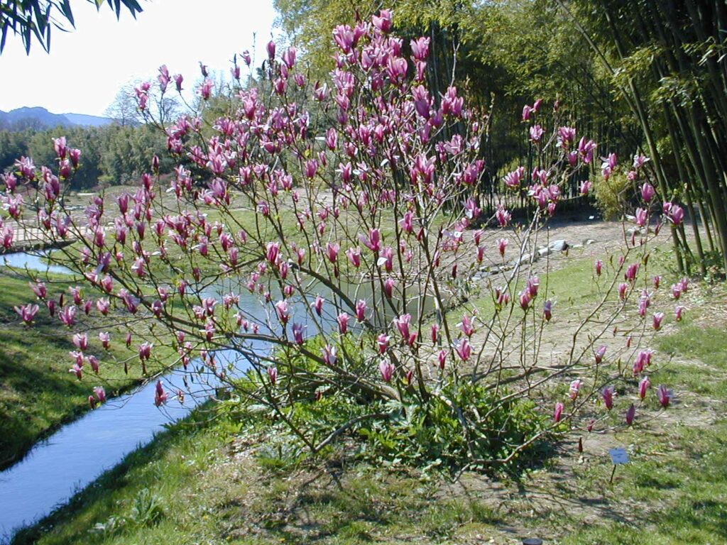 Como Cultivar Magnolia Liliflora: 5 Fatores Essenciais