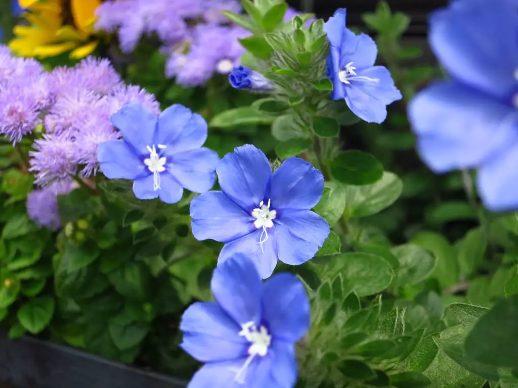 flores da azulzinha