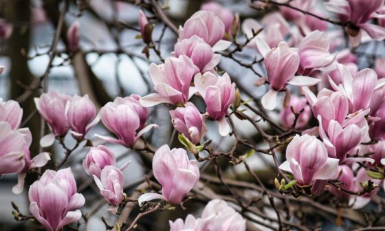 lily magnolia foto capa