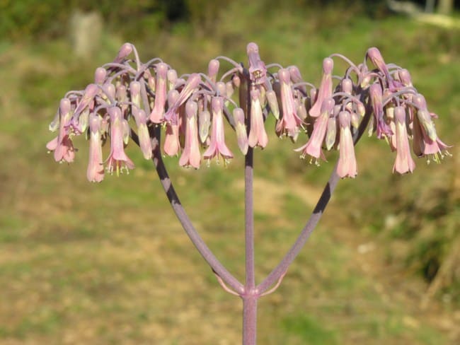 flor da Bryophyllum laetivirens