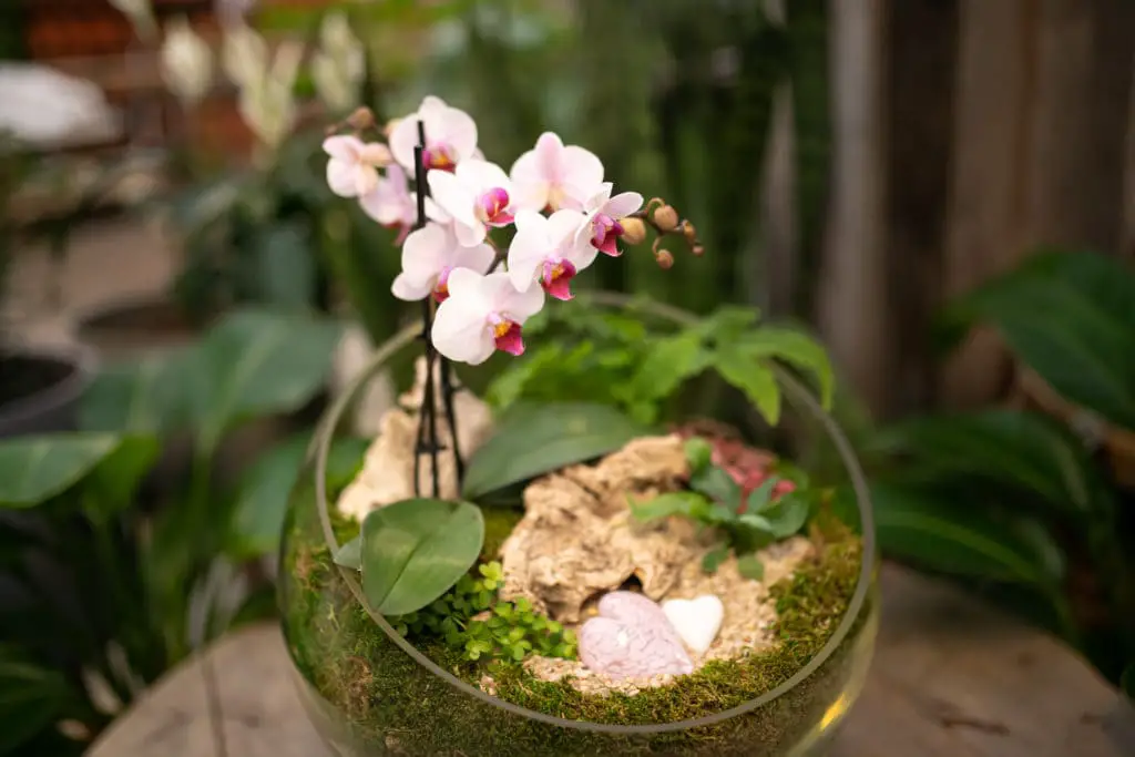 Mini Phalaenopsis West Coast Gardens
