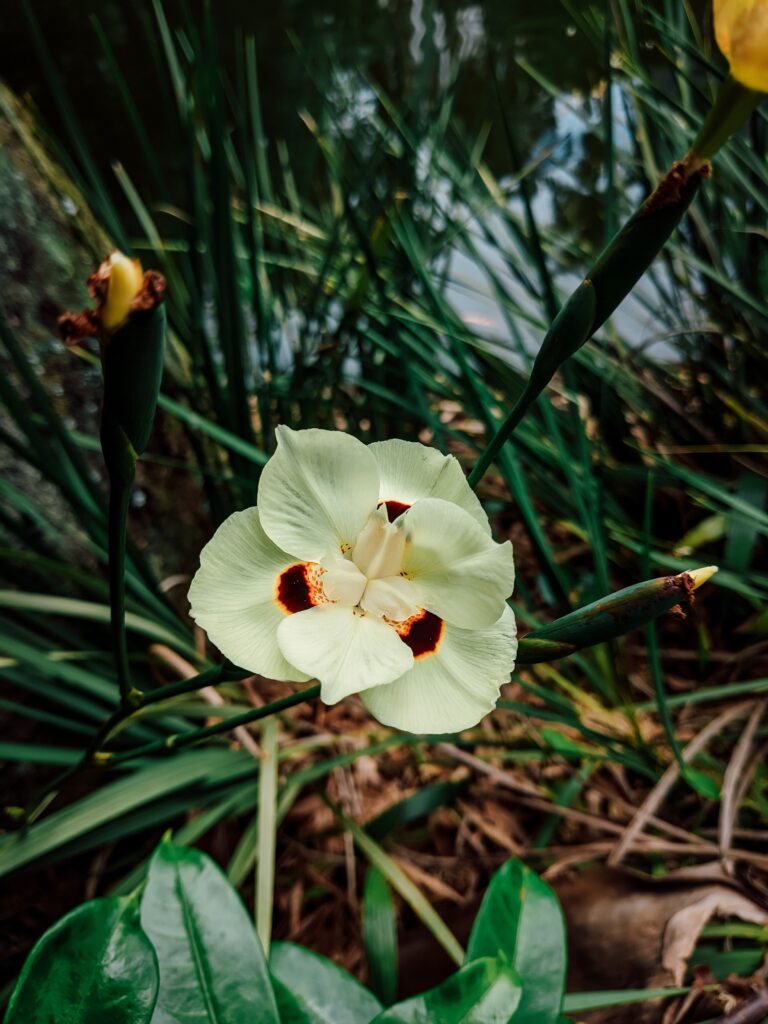 flor branca da planta Moreia