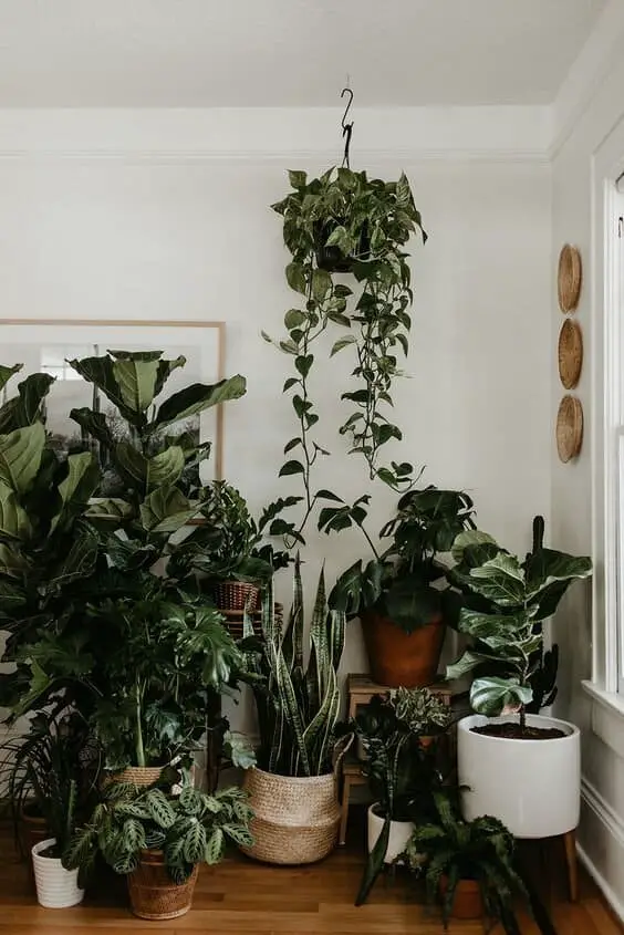 Canto da sala com várias plantas