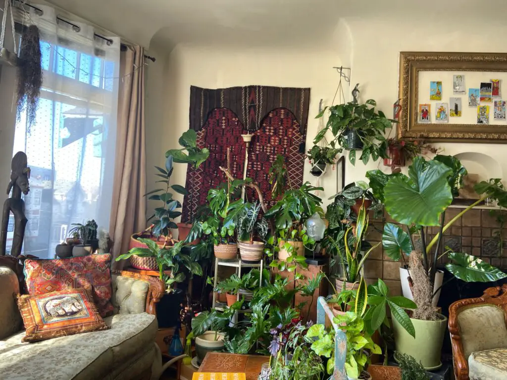 Parte da sala com muitas plantas