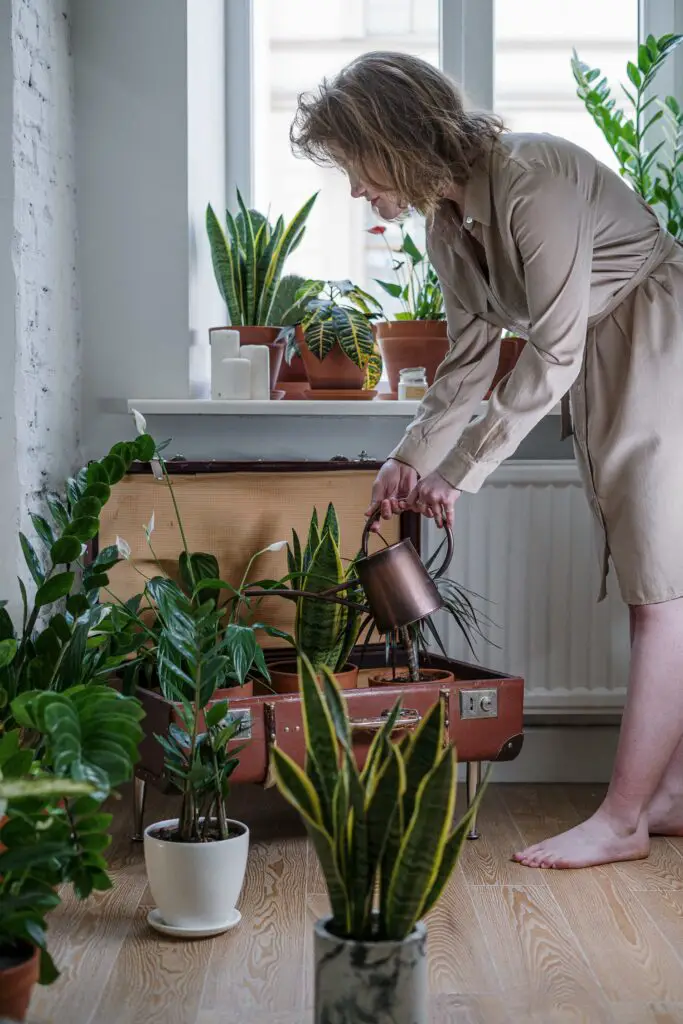 mulher cuidando das plantas na urban jungle
