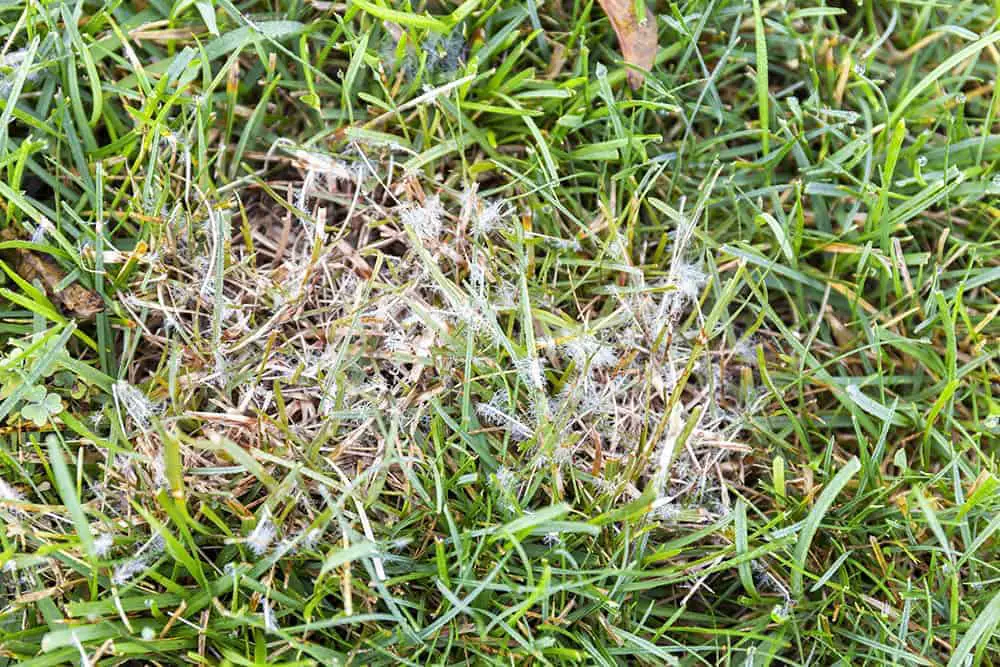 estruturas fúngicas do mofo branco na grama