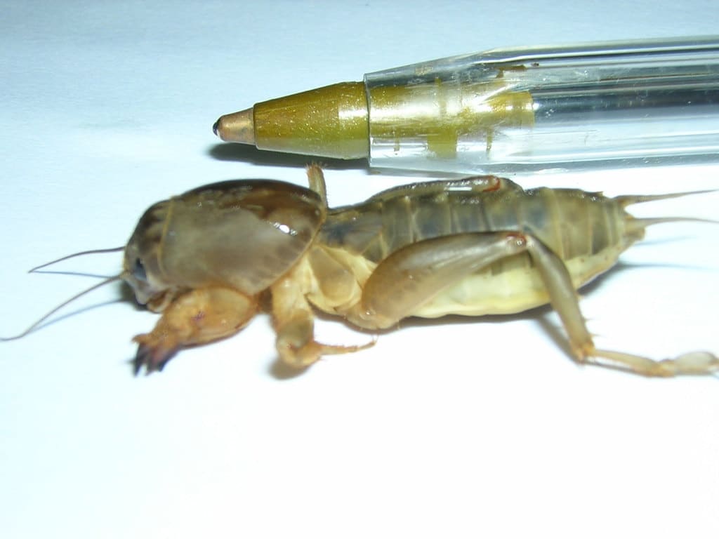 Foto da paquinha em detalhe em comparação a uma caneta
